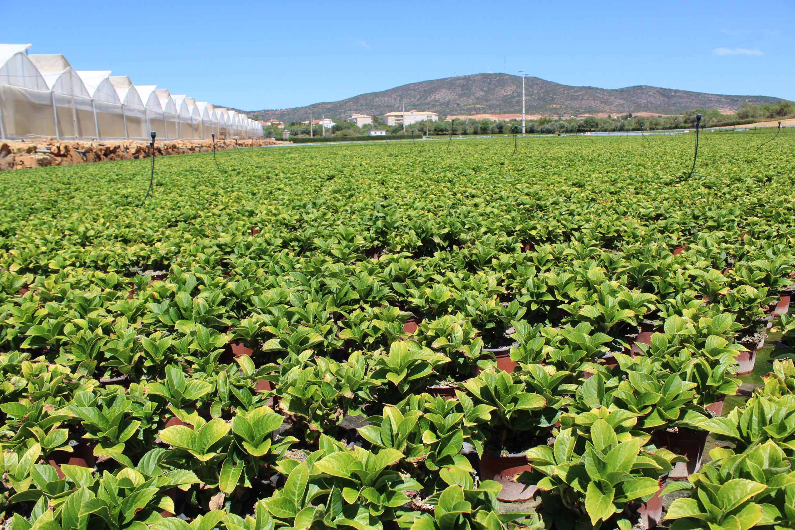 Schroll-Flowers group company produces 36 hectares of hydrangeas in Olhão